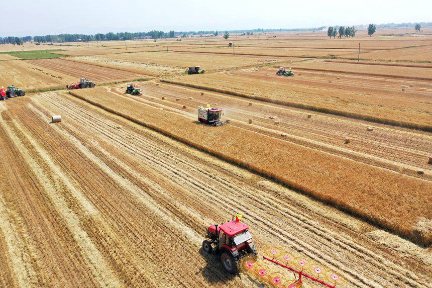 收割現(xiàn)場。吳波攝