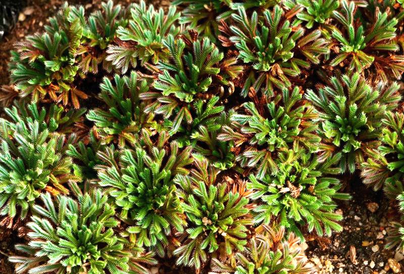 彩虹卷柏的葉片呈彩虹色。袁浪興供圖