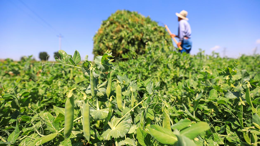 河北省唐山市灤南縣宋道口鎮(zhèn)崔董各莊村農(nóng)民在田間收獲豌豆。張永新攝
