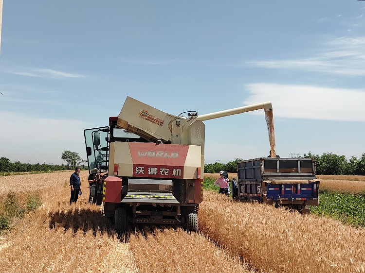 臨汾市堯都區(qū)賈得鄉(xiāng)大王村麥?zhǔn)宅F(xiàn)場(chǎng)。劉婷婷攝