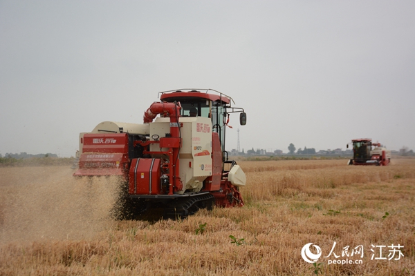 5月下旬，勝利圩高標(biāo)準(zhǔn)農(nóng)田內(nèi)，大型收割機(jī)作業(yè)。韋東寧攝