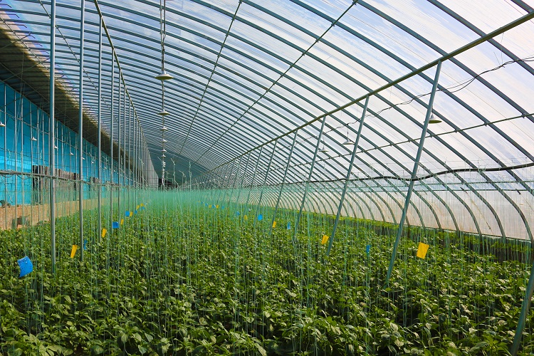 智慧蔬菜富民生。