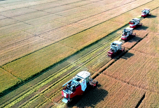 今年6月，河北省衡水市阜城縣碼頭鎮(zhèn)戈家墳村的麥田里，大型聯(lián)合收割機(jī)“組團(tuán)”作業(yè)。 苗鳳強(qiáng)攝