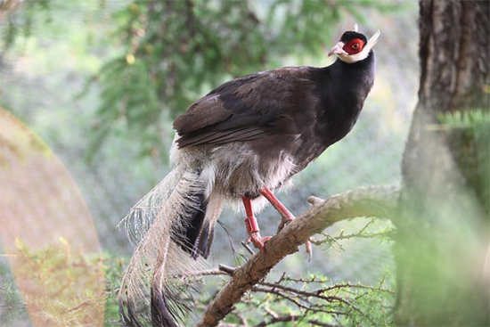 小五臺(tái)山國家級(jí)自然保護(hù)區(qū)繁育基地中的褐馬雞。姚偉強(qiáng)攝