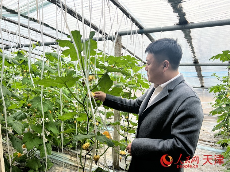 西青區(qū)辛口鎮(zhèn)大杜莊村黨總支書記、村委會主任畢紅鴿介紹當(dāng)下大棚里種植的造型奇特的文玩葫蘆。  人民網(wǎng) 孫翼飛攝