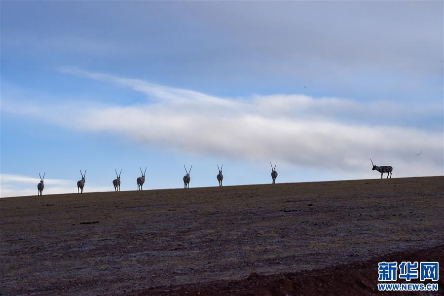 (新華全媒頭條·圖文互動(dòng))(1)跨越半個(gè)世紀(jì)的生命遷徙——西藏極高海拔生態(tài)搬遷破解人與自然共生難題