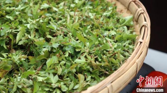 圖為班瑪藏雪茶。　孫睿 攝