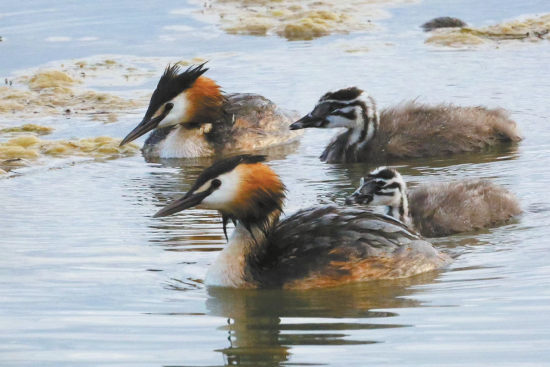 鳳頭鸊鷉。楊濤 攝