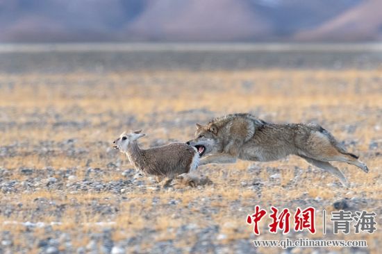 圖為獲獎(jiǎng)作品。同海元供圖