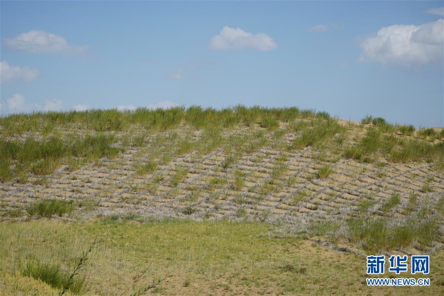 （決戰(zhàn)決勝脫貧攻堅(jiān)·圖文互動）（3）高原鄉(xiāng)鎮(zhèn)沙珠玉 治沙斗貧成“綠?！薄嗪Ｊ」埠涂h沙珠玉鄉(xiāng)采訪見聞
