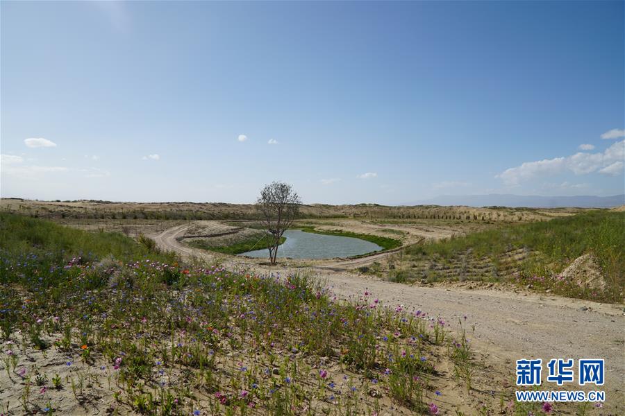 （決戰(zhàn)決勝脫貧攻堅(jiān)·圖文互動）（4）高原鄉(xiāng)鎮(zhèn)沙珠玉 治沙斗貧成“綠?！薄嗪Ｊ」埠涂h沙珠玉鄉(xiāng)采訪見聞