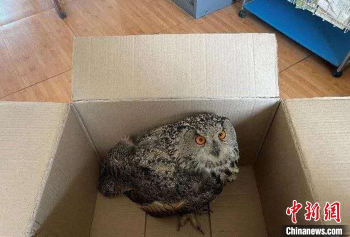 圖為青海省西寧市大通縣公安局森林警察大隊民警救助的國家二級保護野生動物——雕鸮?！∏嗪Ｊ」矎d森林警察總隊供圖 攝