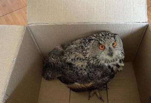 圖為青海省西寧市大通縣公安局森林警察大隊(duì)民警救助的國家二級(jí)保護(hù)野生動(dòng)物——雕鸮。　青海省公安廳森林警察總隊(duì)供圖 攝