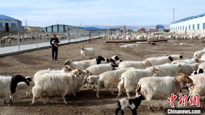 圖為馬金山查看羊羔長勢?！±铍h 攝