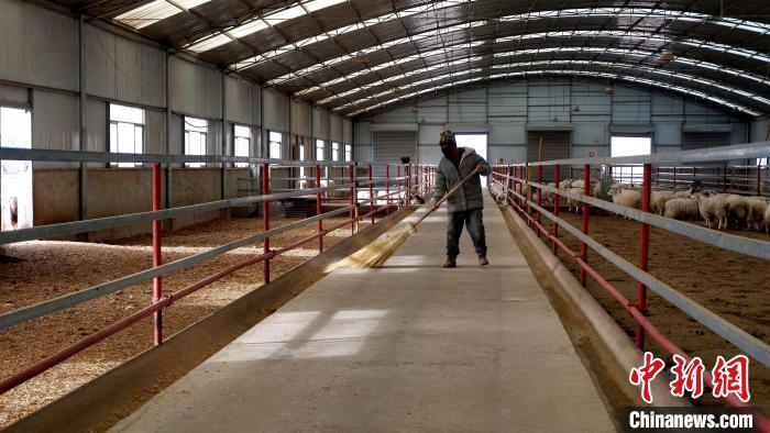 圖為放牧員扎布拉正在打掃羊棚衛(wèi)生。　李雋 攝