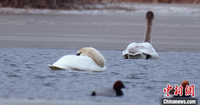 圖為疣鼻天鵝水面休憩。　青海國家公園觀鳥協(xié)會供圖 攝