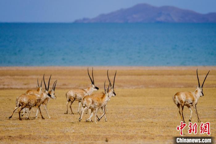 圖為西藏藏羚羊在色林錯湖邊覓食，隨著保護措施的不斷加強，如今西藏藏羚羊種群數(shù)量獲得恢復性增長?！〗w波 攝
