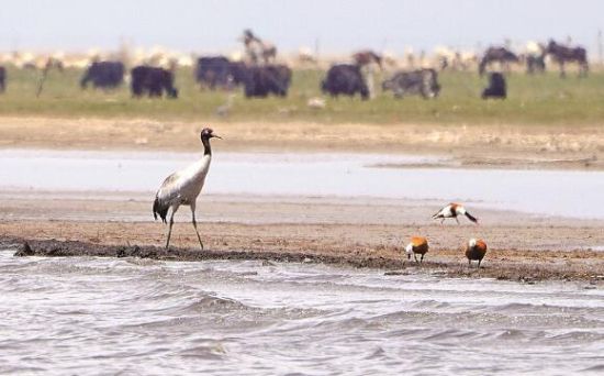  仙女灣一只黑頸鶴正在湖邊覓食。攝影：海東