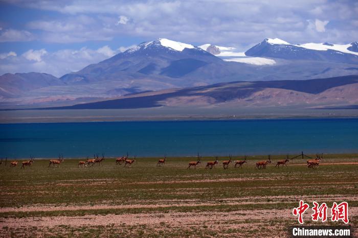 從317國道遠眺達則錯，湖岸藏羚羊與雪山美景令人矚目?！?lt;a target='_blank' ><p  align=