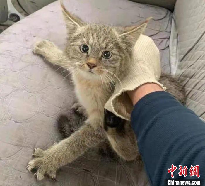 西寧機(jī)場成功救助國家一級保護(hù)動(dòng)物荒漠貓