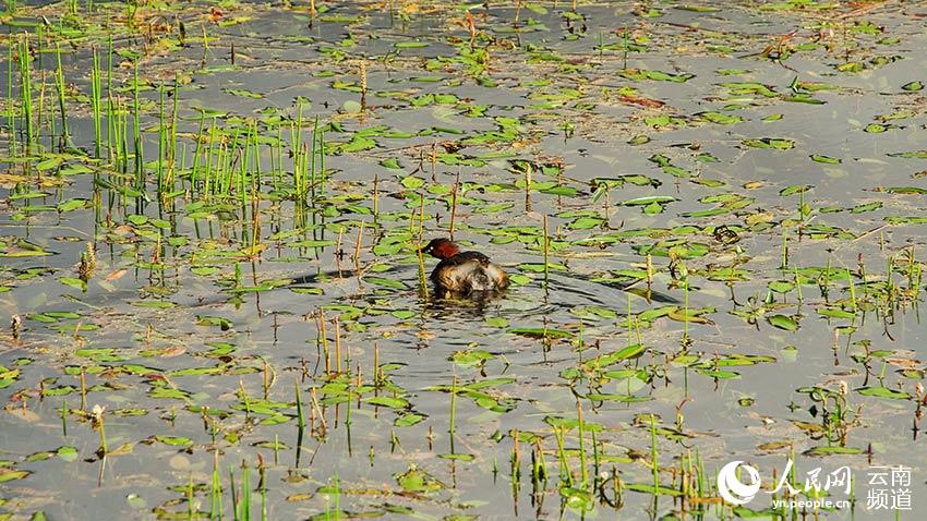 納帕海濕地內(nèi)遷徙停留的鳥。呂昊辰攝