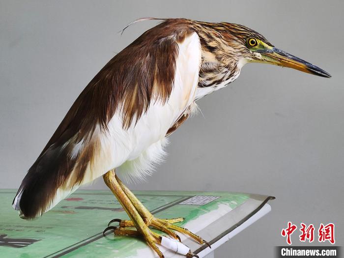 圖為被救助的國家一級重點保護動物池鷺?！×鴿商?攝