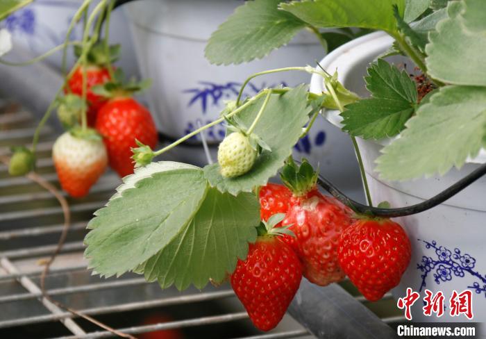 青?；ブ捍蛟烊珖?guó)最大高原草莓種苗繁育中心