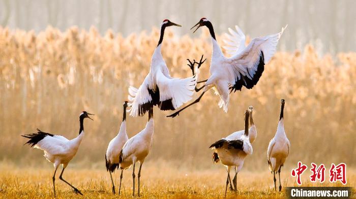 江蘇鹽城黃海濕地上的丹頂鶴?！←}城市委宣傳部供圖