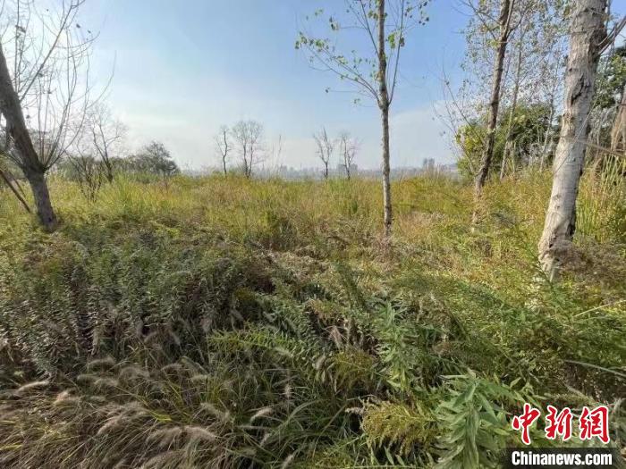 發(fā)現(xiàn)的加拿大一枝黃花?！畈?攝