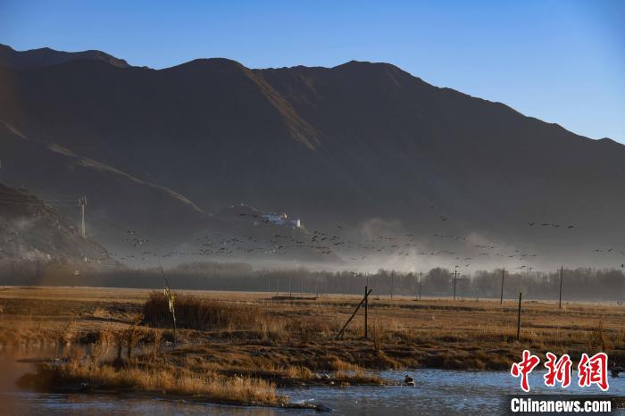 圖為拉薩市林周縣境內(nèi)飛翔的候鳥。　貢嘎來松 攝