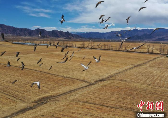 圖為黑頸鶴在拉薩市林周縣境內(nèi)飛翔。　貢嘎來松 攝