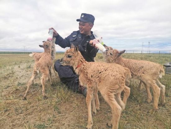 生命禁區(qū)的超級(jí)“奶爸”。