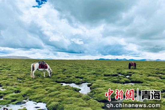 圖為長(zhǎng)江南源沼澤濕地。李江寧攝