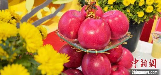 2021年10月15日，中國(guó)蘋(píng)果首屆產(chǎn)銷(xiāo)峰會(huì)暨甘肅平?jīng)龉焚Q(mào)易大會(huì)在平?jīng)鍪徐o寧縣開(kāi)幕。(資料圖) 魏建軍 攝