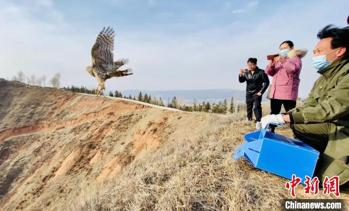 青海：救助、放歸四只國(guó)家二級(jí)保護(hù)野生動(dòng)物