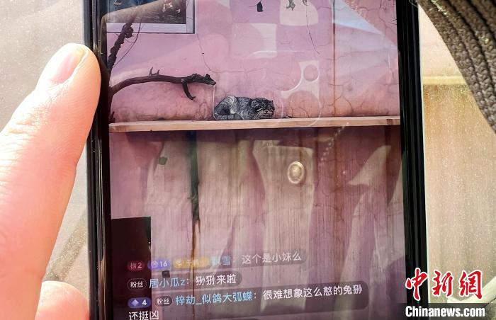 圖為雪豹“奶爸”史壽軍正在直播?！●R銘言 攝