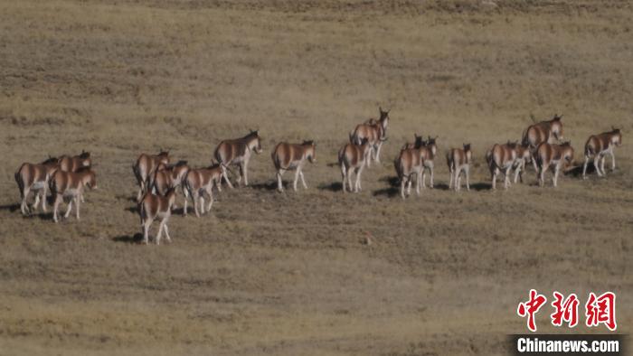 圖為草地上的西藏野驢?！“簿S斌 攝