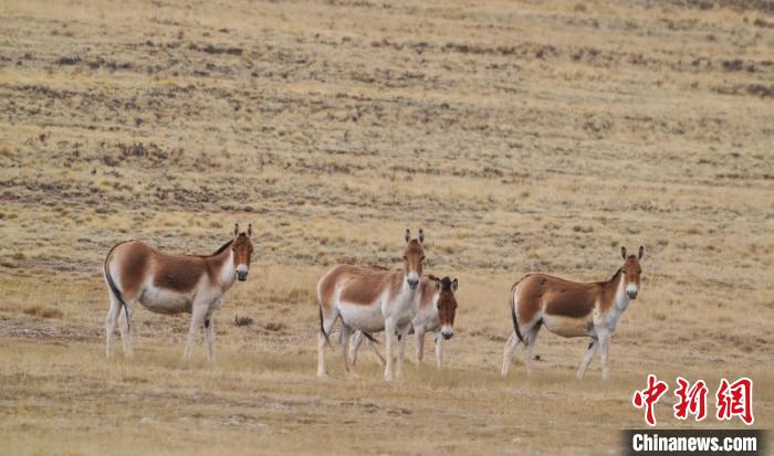 圖為草地上的西藏野驢?！“簿S斌 攝