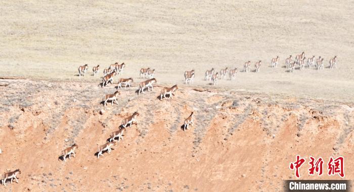 圖為西藏野驢奔跑在山間?！∥溲┓?攝