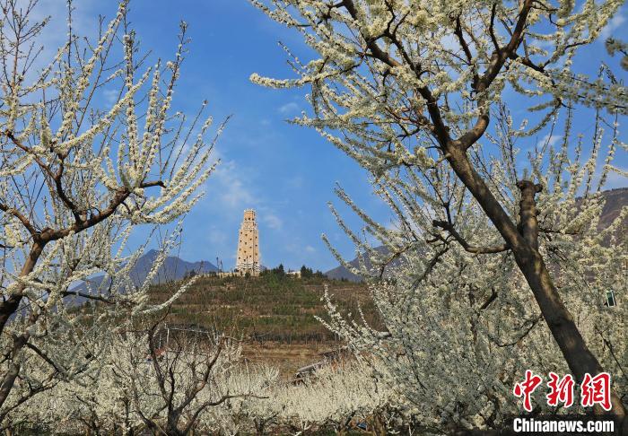 潔白的李花與碉樓交相輝映，勾勒出一幅美麗的和諧生態(tài)畫卷。　何清海 攝