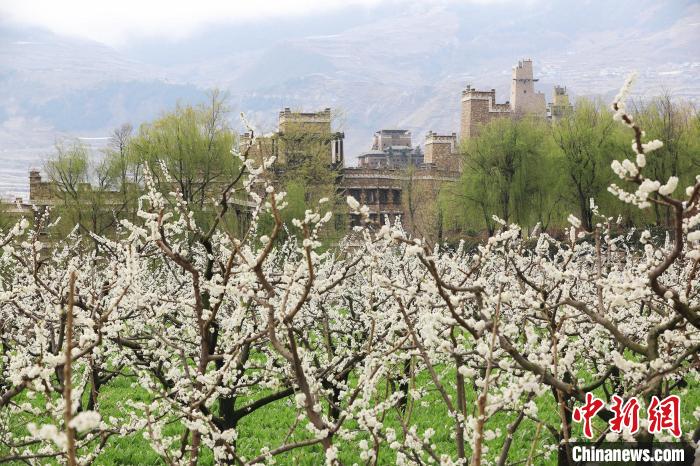 潔白的李花與村寨交相輝映，勾勒出一幅美麗的和諧生態(tài)畫卷?！『吻搴?攝