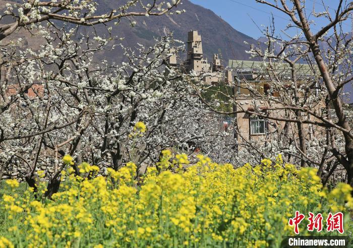 潔白的李花與村寨交相輝映，勾勒出一幅美麗的和諧生態(tài)畫卷。　何清海 攝