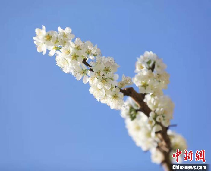 李花盛開?！『吻搴?攝