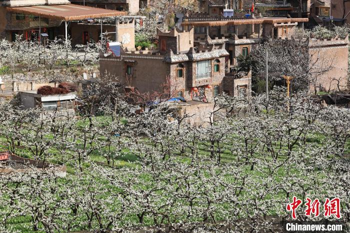 潔白的李花與村寨交相輝映，勾勒出一幅美麗的和諧生態(tài)畫卷。　何清海 攝