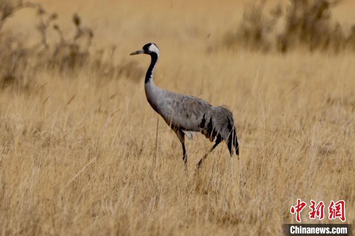 圖為灰鶴在青海海西蒙古族藏族自治州都蘭縣巴隆地區(qū)“閑庭漫步”?！?松太加 攝