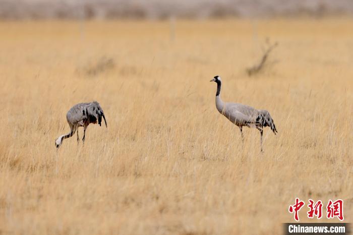圖為灰鶴在青海海西蒙古族藏族自治州都蘭縣巴隆地區(qū)“閑庭漫步”?！?松太加 攝