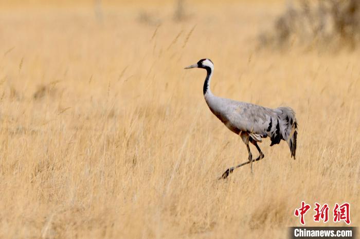 圖為灰鶴在青海海西蒙古族藏族自治州都蘭縣巴隆地區(qū)“閑庭漫步”?！?松太加 攝