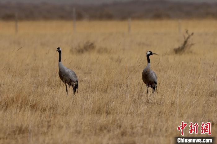 圖為灰鶴在青海海西蒙古族藏族自治州都蘭縣巴隆地區(qū)“閑庭漫步”?！?松太加 攝