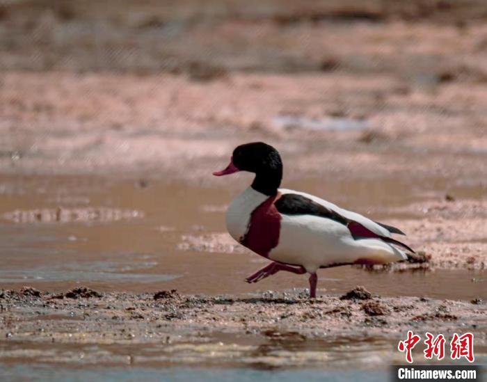 圖為翹鼻麻鴨。　功霸扎西 攝