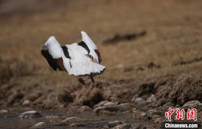 圖為翹鼻麻鴨。　功霸扎西 攝